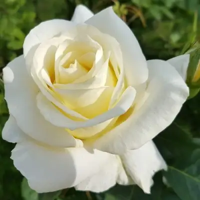 Роза МОНДИАЛЬ чайно-гибридная в Бобруйске