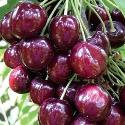 Черешня СИЛЬВИЯ колоновидная в Бобруйске