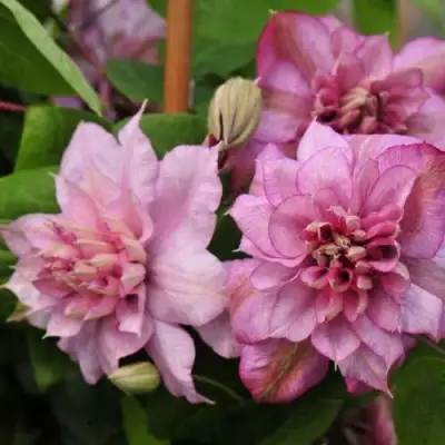 Клематис ИННОСЕНТ ГЛАНС в Бобруйске