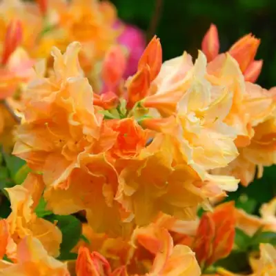 Азалия ЧАРДАШ листопадная в Бобруйске