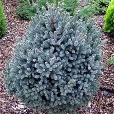 Ель НАНА сизая в Бобруйске