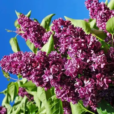 Сирень ЧАРЛЬЗ ДЖОЛИ в Бобруйске