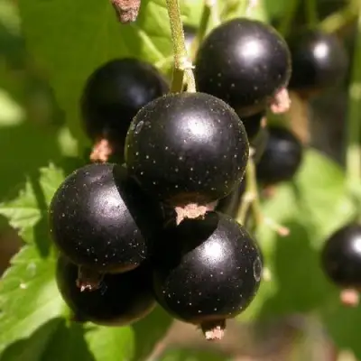 Смородина чёрная БИНАР в Бобруйске