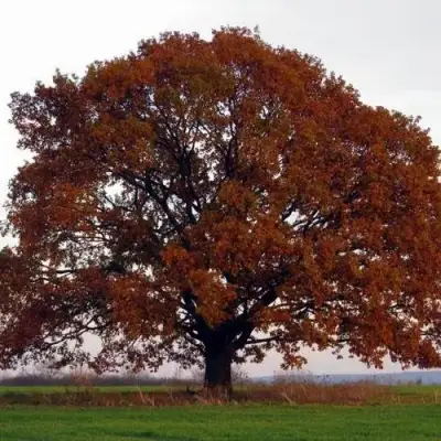 Дуб скальный в Бобруйске