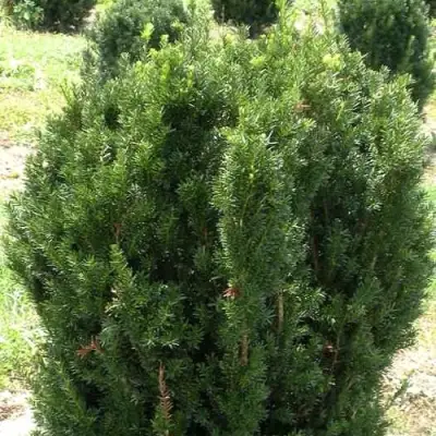 Тис ХИКСИ средний в Бобруйске