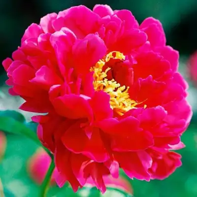 Пион ХРАБРЫЙ ВОИН травянистый в Бобруйске