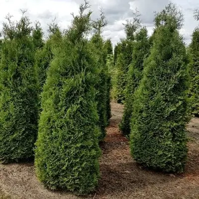 Туя ХОЛМСТРУП западная в Бобруйске