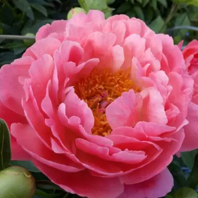 Пион КОРАЛ САНСЕТ травянистый в Бобруйске