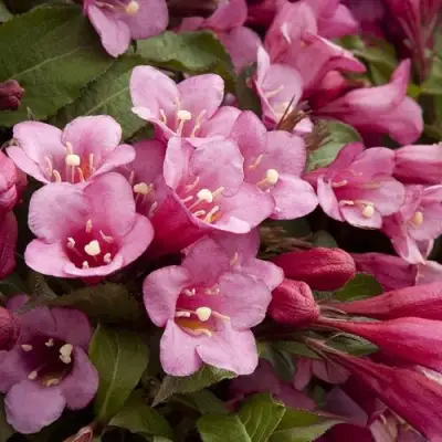 Вейгела ФЛОРИДА в Бобруйске