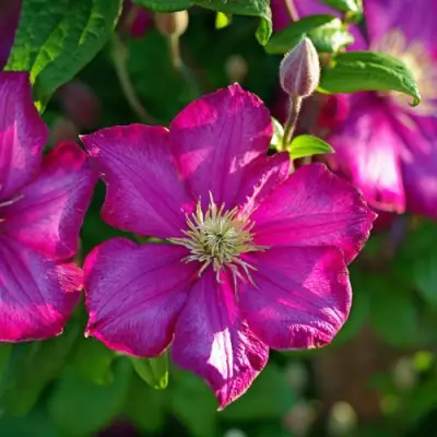 Клематис КАРМЕНСИТА в Бобруйске