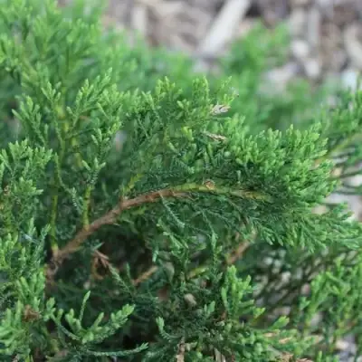 Можжевельник РОКЕРИ ДЖЕМ казацкий  в Бобруйске