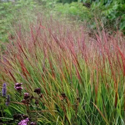 Просо РЕБРАУН прутьевидное в Бобруйске