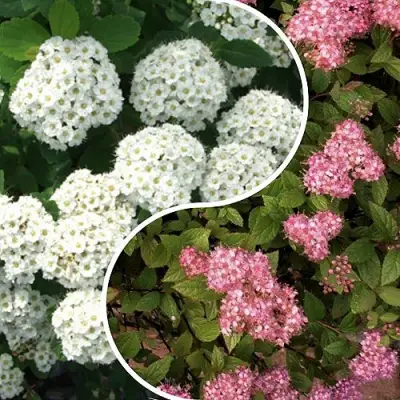 Комплект ТАЛАНТЛИВЫЙ САДОВОД в Бобруйске