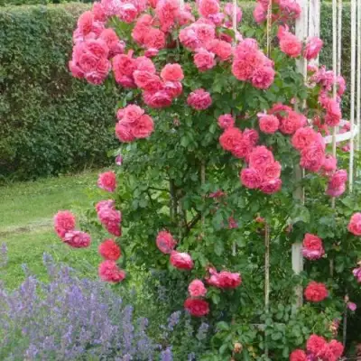 Роза РОЗАРИУМ ЮТЕРСОН плетистая в Бобруйске