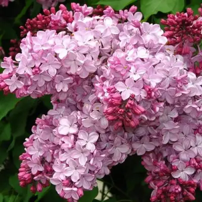 Сирень ЭСТЕР СТЕЙЛИ в Бобруйске