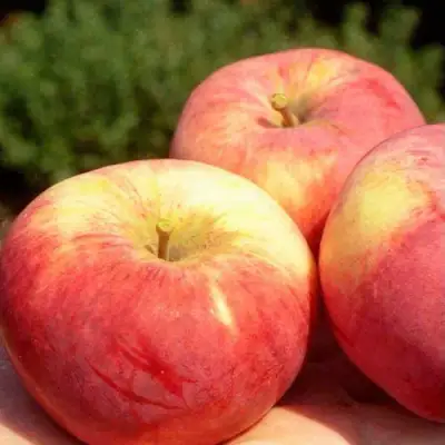 Яблоня ОРЛОВИМ в Бобруйске