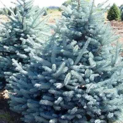 Ель ГЛАУКА колючая в Бобруйске