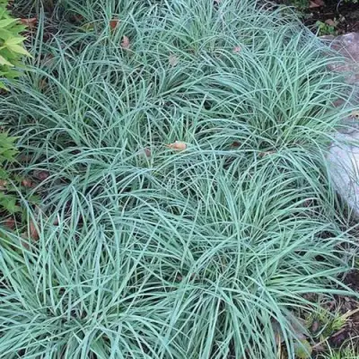 Осока БЛЮ ЗИНГЕР в Бобруйске