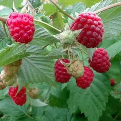 Малина ПРОСТО ПРЕЛЕСТЬ (СТОЛЕШНИК) в Бобруйске