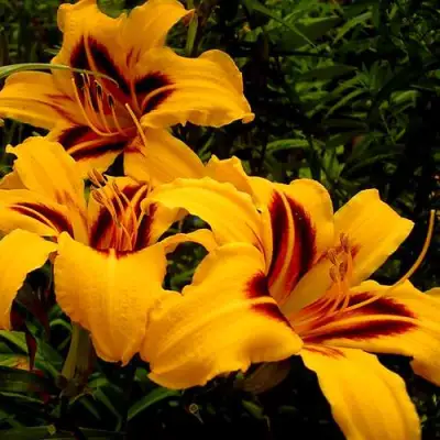 Лилейник БОНАНЗА гибридный в Бобруйске