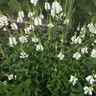 Физостегия АЛЬБА виргинская в Бобруйске