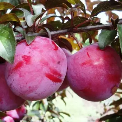 Слива ЛАМА в Бобруйске