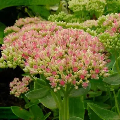 Очиток (седум) БРИЛЛИАНТ в Бобруйске