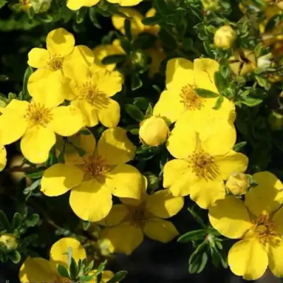 Лапчатка ХАКМАНС ГИГАНТ кустарниковая в Бобруйске