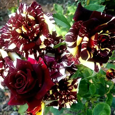 Роза ФОКУС ПОКУС флорибунда в Бобруйске