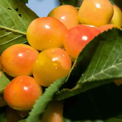 Дюк (черевишня) БЕЛОЧКА в Бобруйске