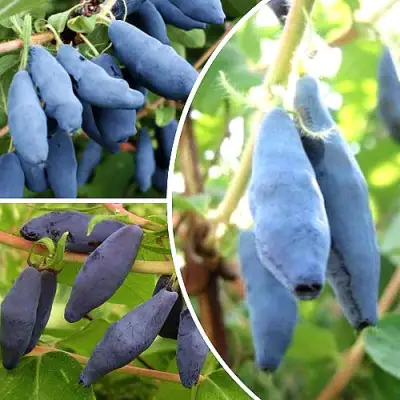 Комплект СЛАДКИЕ ХИТЫ в Бобруйске