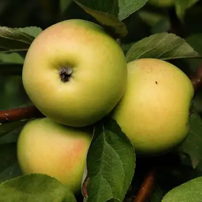 Яблоня ДАНИЛА в Бобруйске