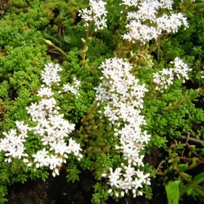 Очиток (седум) ХЛОРОТИКУМ белый в Бобруйске