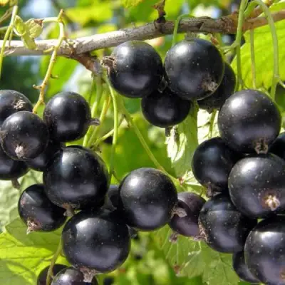 Смородина чёрная НЕСТЕР КОЗИН в Бобруйске