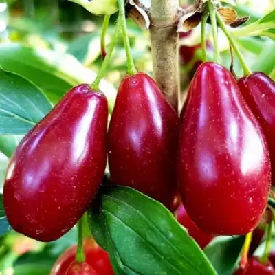 Кизил ВЛАДИМИРСКИЙ в Бобруйске