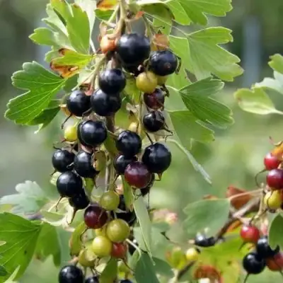 Смородина золотистая ПЛОТНОМЯСАЯ в Бобруйске