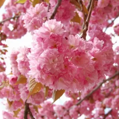 САКУРА  в Бобруйске