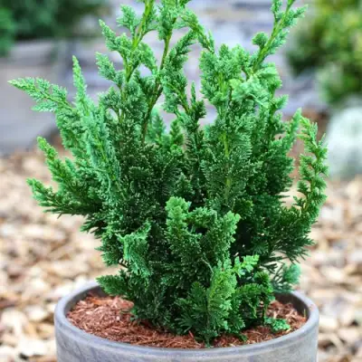 Кипарисовик ВИСЕЛЛИ лавсона в Бобруйске