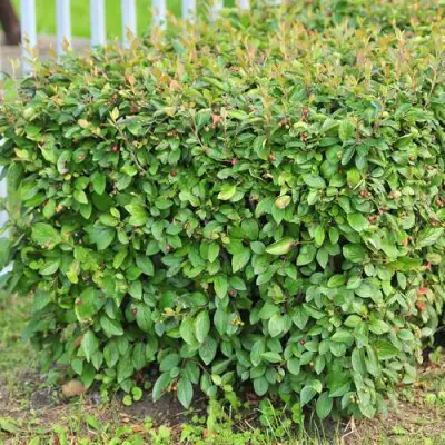 Кизильник блестящий в Бобруйске