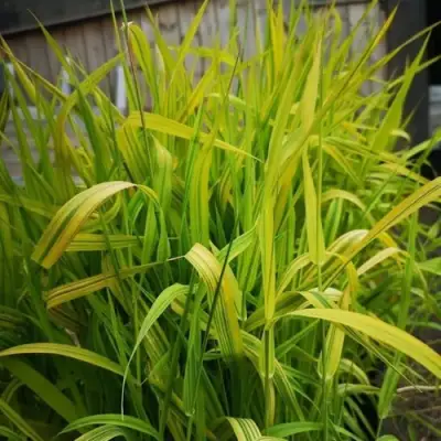 Фалярис АРКТИК САН тростниковый в Бобруйске