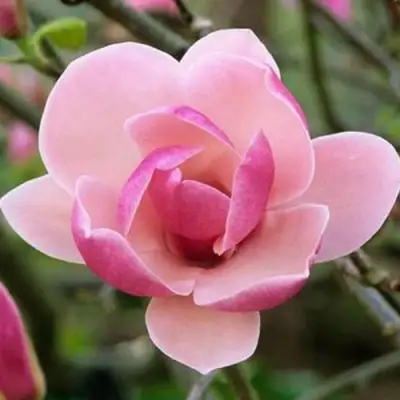 Магнолия РУСТИКА РУМБА в Бобруйске