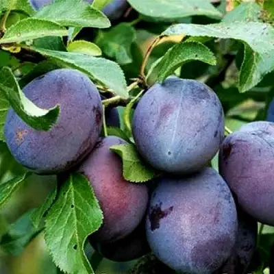 Слива ВЕНГЕРКА БЕЛОРУССКАЯ в Бобруйске