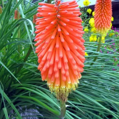 Книфофия БЕНГАЛ ФАЕР гибридная в Бобруйске