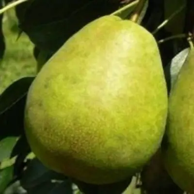 Груша ЛАГОДНАЯ в Бобруйске