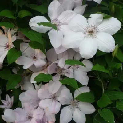 Клематис ИОАНН ПАВЕЛ 2 в Бобруйске