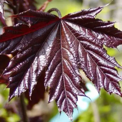 Клен КРИМСОН КИНГ остролистный в Бобруйске