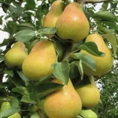 Груша ЛЮБИМИЦА ЯКОВЛЕВА в Бобруйске