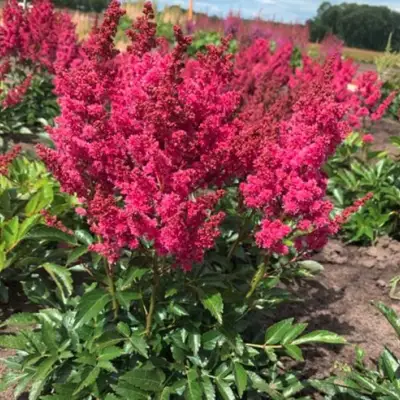 Астильба ЛАКИ ДЕЙ Арендса в Бобруйске