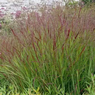 Просо ШЕНАНДО прутьевидное в Бобруйске