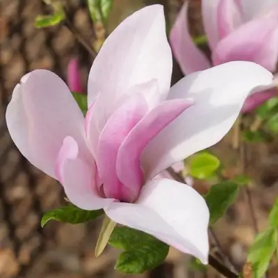 Магнолия БЕТТИ в Бобруйске